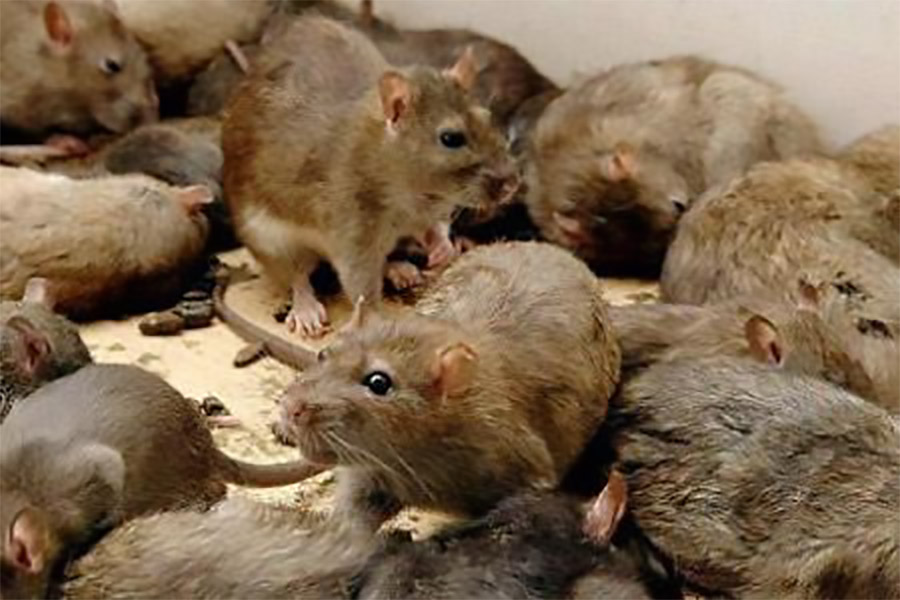 invasionrats