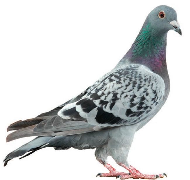 pigeon-hds