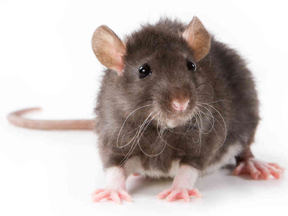 rat-hds