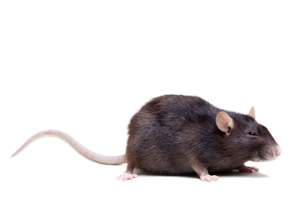 rat noir