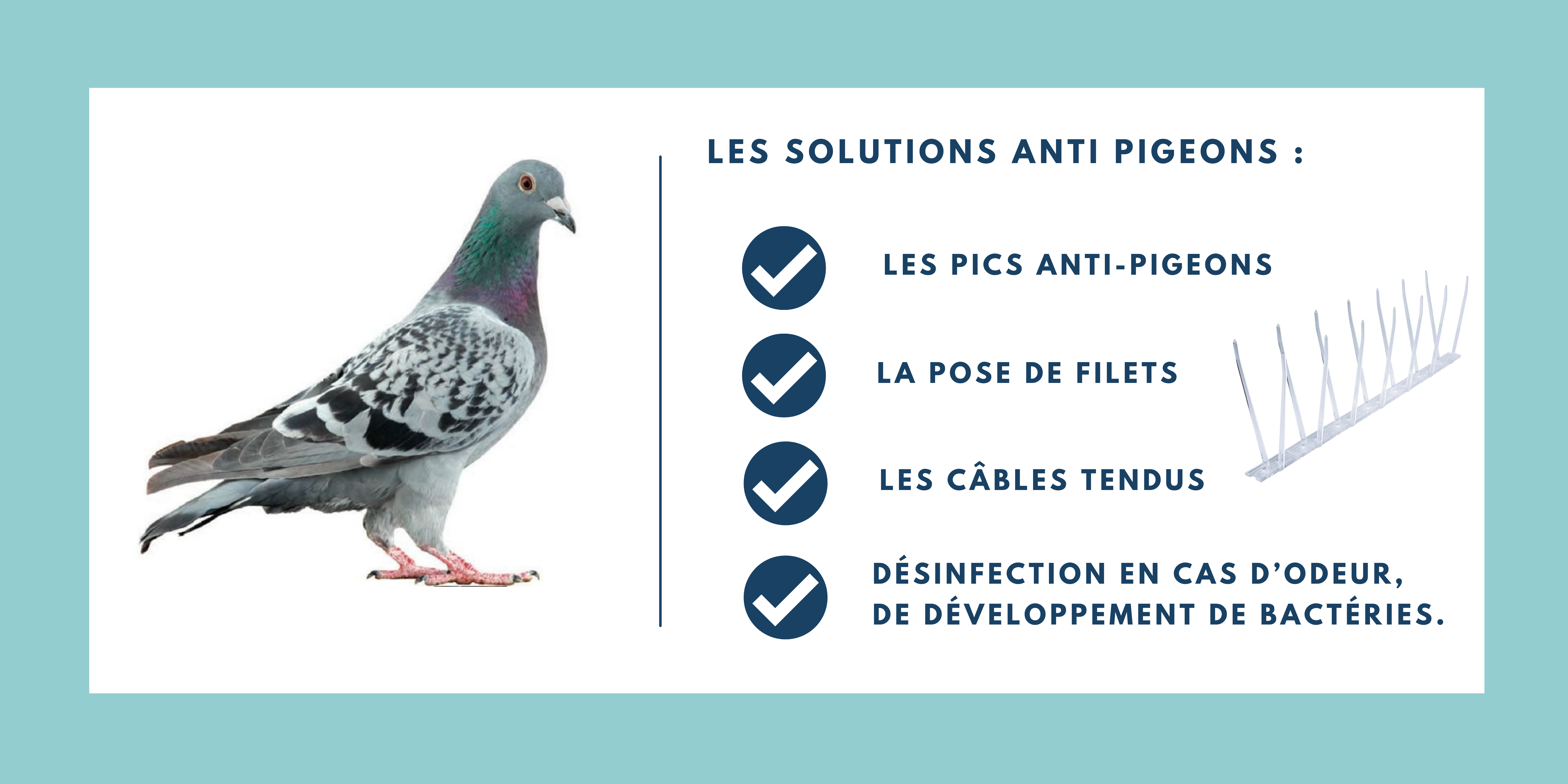 bannière pigeon